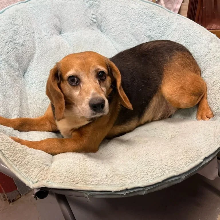 An adult medium-sized male Tricolor (Brown, Black, & White) Beagle dog named Tanner for adoption in Stoughton, MA
