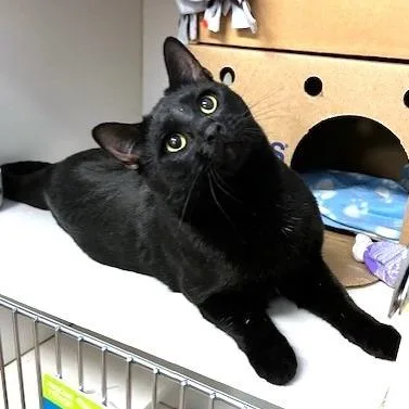 An adult large-sized male Black Domestic Short Hair cat named Axel for adoption in Novelty, OH