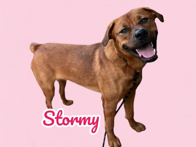 Stormy thumbnail 3