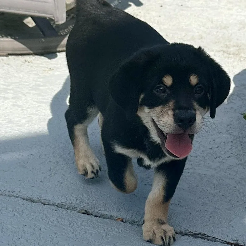 A baby medium-sized male Australian Shepherd dog named Woody for adoption in McHenry, IL