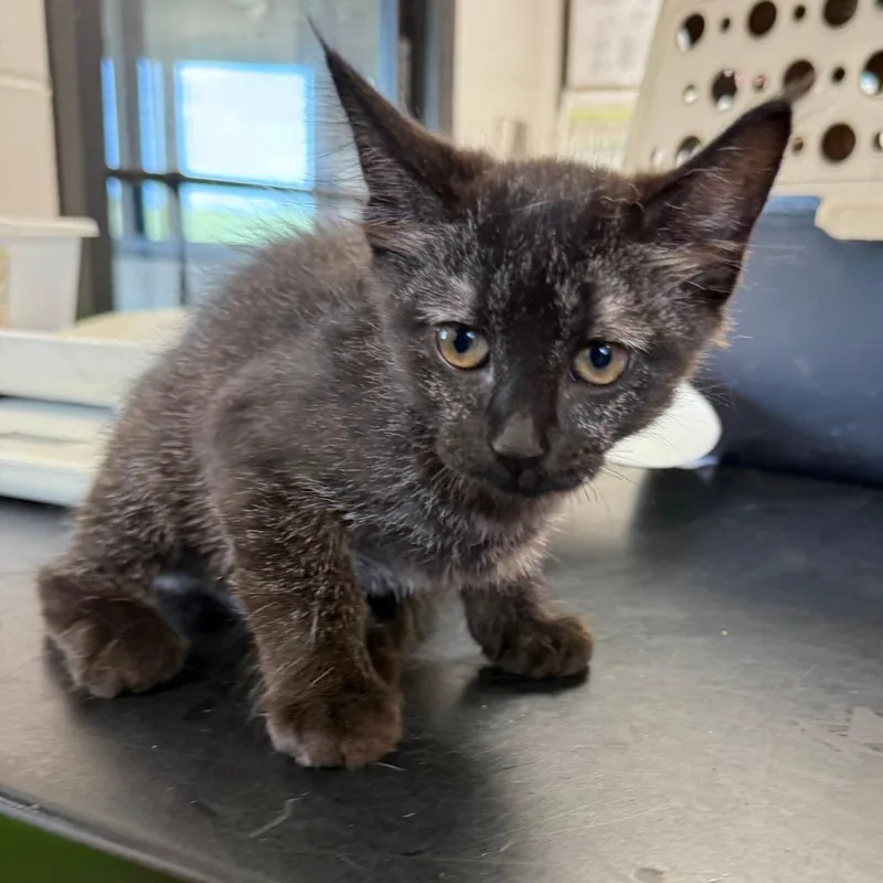A baby small-sized female Black Domestic Short Hair cat named Rue for adoption in Ponca City, OK