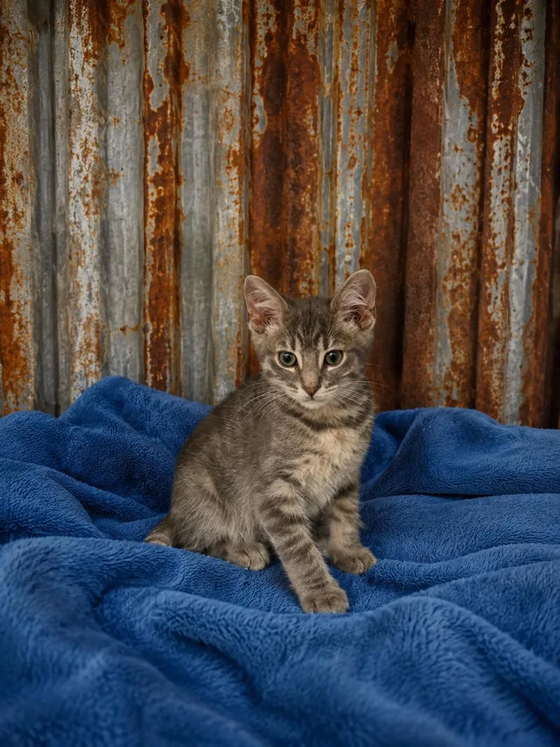 A baby medium-sized male Gray & White Domestic Short Hair cat named Catallic for adoption in Joliet, IL