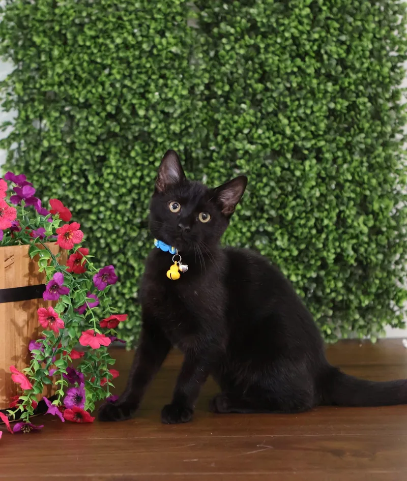 Hot Cocoa thumbnail 2