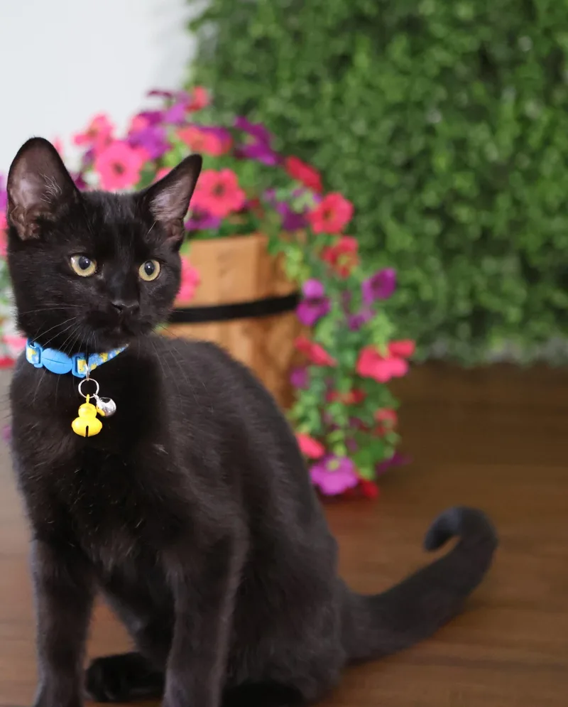 A baby medium-sized male Domestic Short Hair cat named Hot Cocoa for adoption in Bensalem, PA