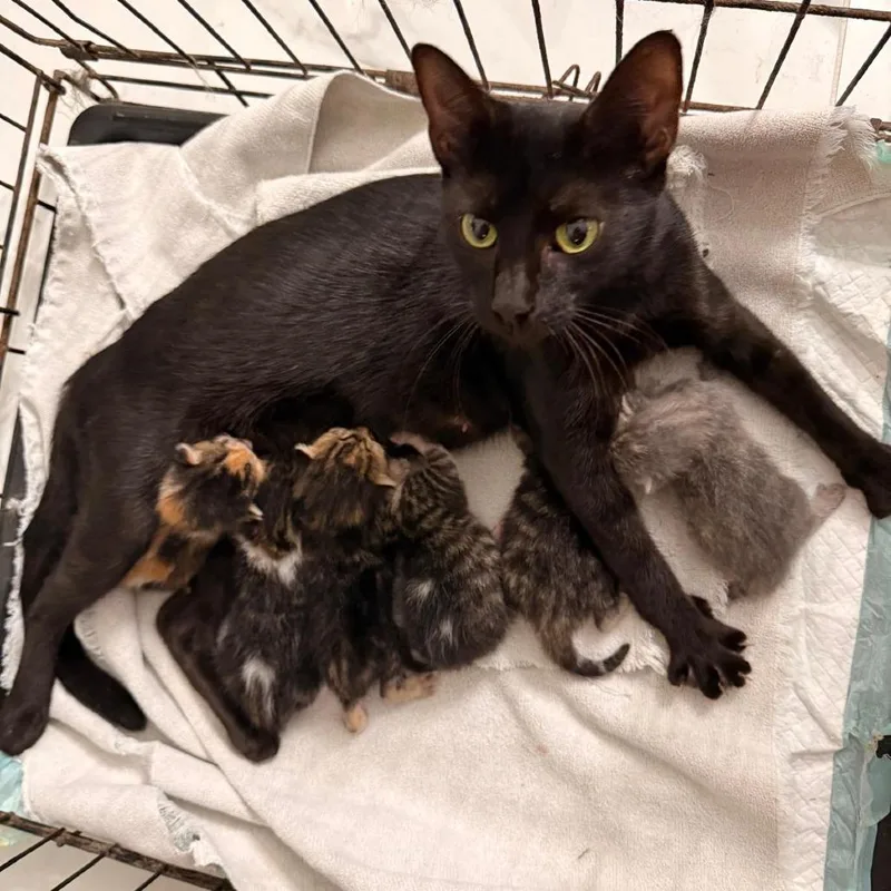 A young small-sized female Black Domestic Short Hair cat named Elphaba & kids for adoption in Harlingen, TX