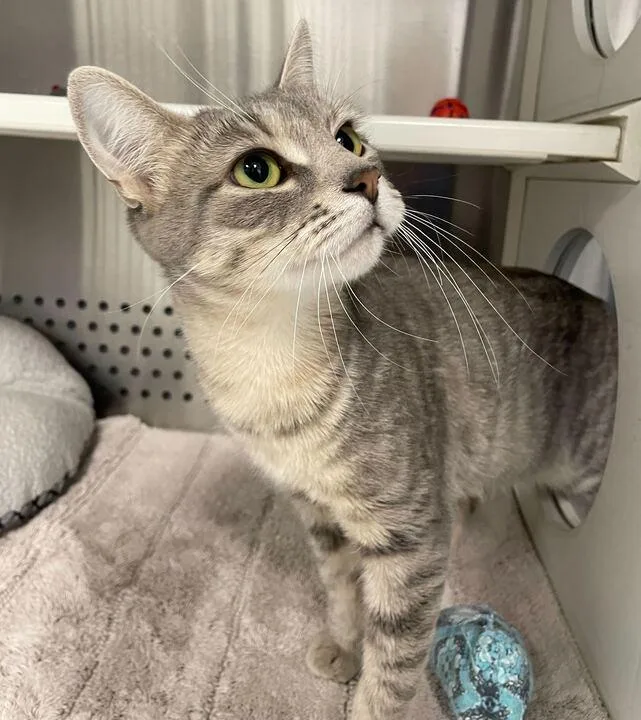 An adult medium-sized female Domestic Short Hair cat named Bebe for adoption in Jackson, MI