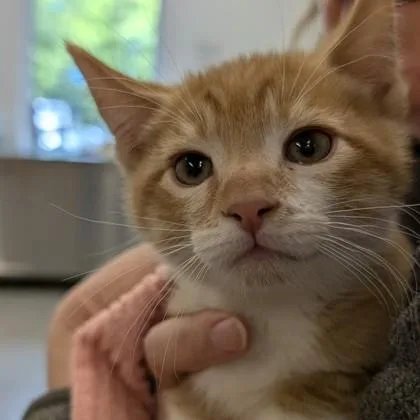 Sam