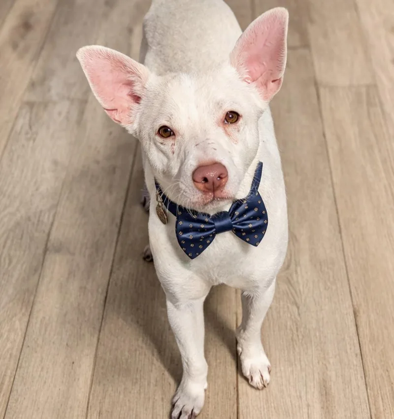 An adult small-sized male White / Cream Chihuahua dog named Archie for adoption in Lincolnshire, IL