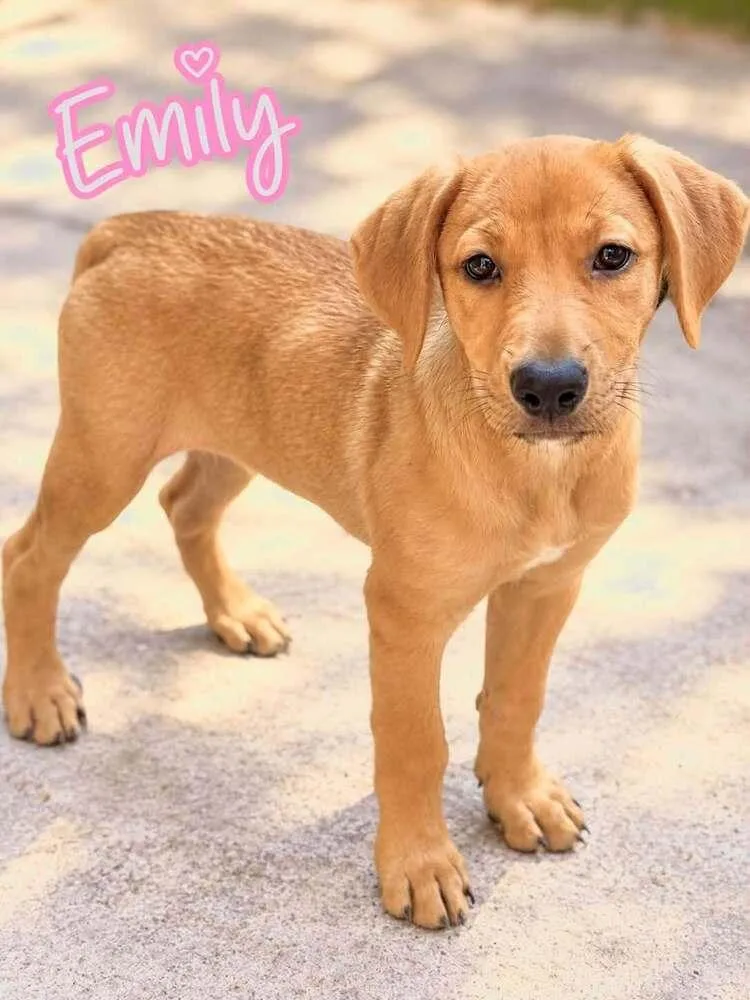 Emily thumbnail 2