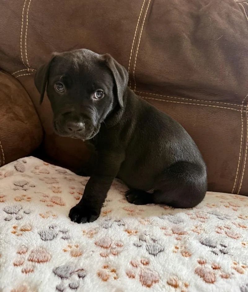 A baby large-sized male Black Labrador Retriever dog named Zane for adoption in Greenlawn, NY