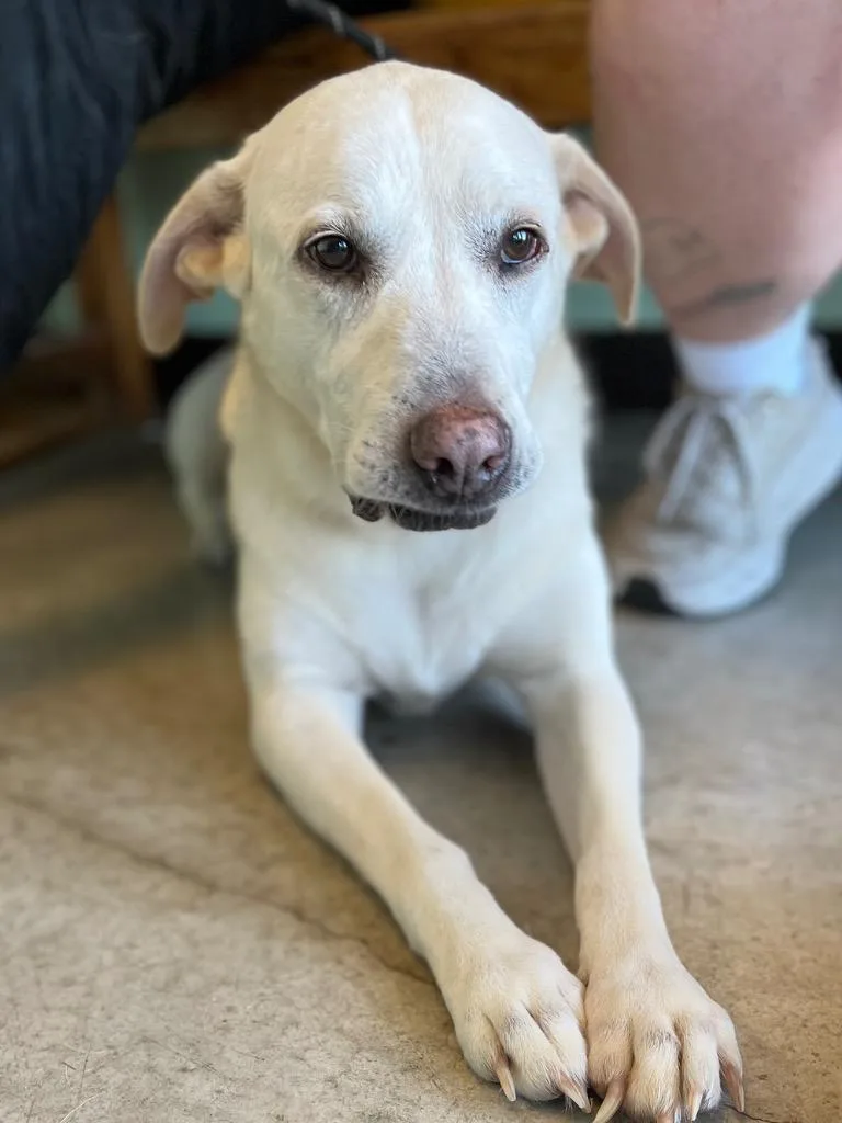 A senior large-sized female Labrador Retriever dog named Gummy for adoption in New Braunfels, TX