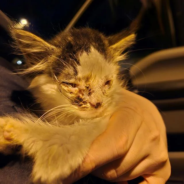 A baby small-sized male Domestic Short Hair cat named Spikeydale for adoption in Indianapolis, IN