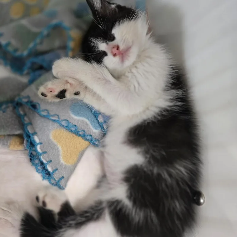 A baby small-sized male Black Domestic Short Hair cat named Cypress for adoption in Elizabeth City, NC