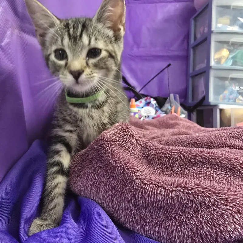 A baby small-sized male Gray / Blue / Silver Domestic Short Hair cat named Anya for adoption in North Myrtle Beach, SC