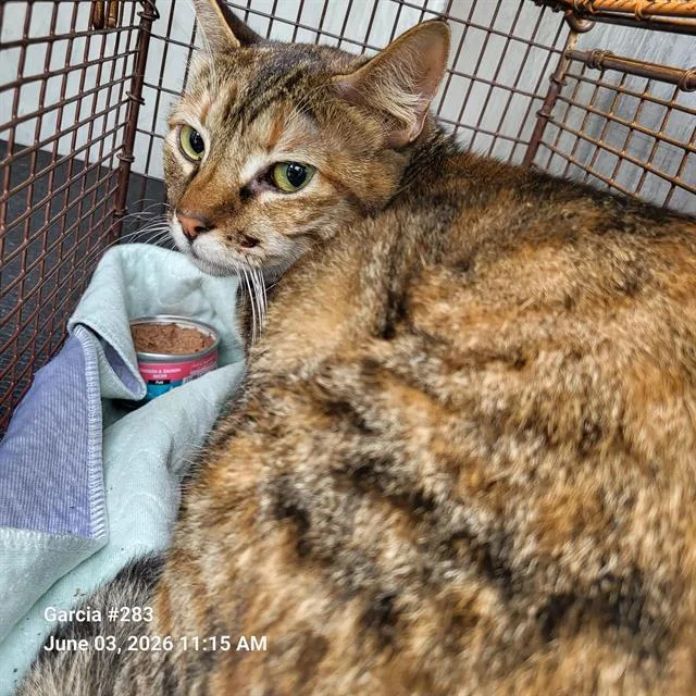 An adult large-sized female Domestic Short Hair cat named Dottie for adoption in San Antonio, TX