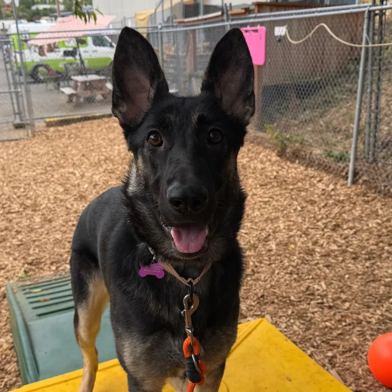 A young large-sized female Black German Shepherd Dog dog named Beatrice for adoption in Tacoma, WA
