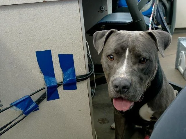 An adult large-sized male Mixed Breed dog named Ray Ray for adoption in Dallas, TX