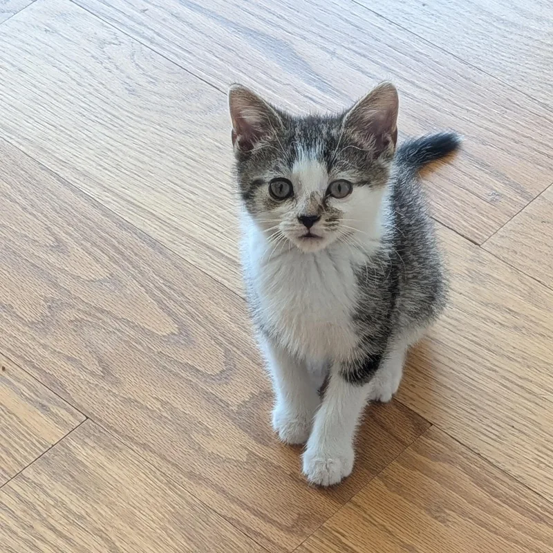 A baby medium-sized male Domestic Short Hair cat named Buster for adoption in Wilmington, NC