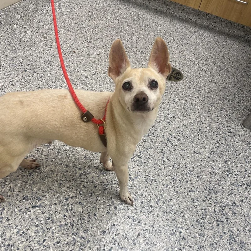 A senior small-sized male Chihuahua dog named Bunny for adoption in Northbrook, IL