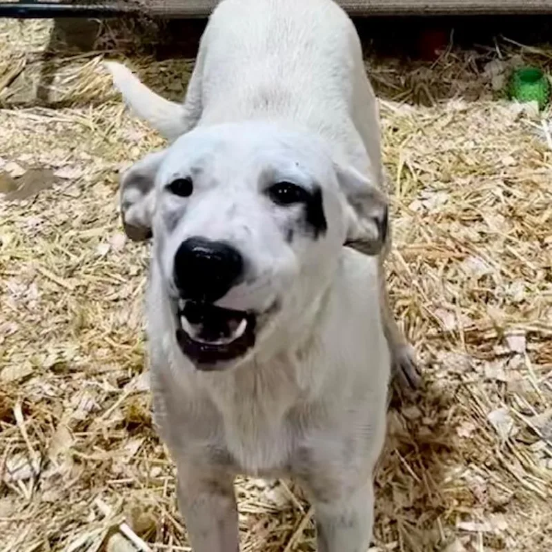 A young medium-sized female White / Cream Australian Cattle Dog / Blue Heeler dog named Danielle for adoption in Deerfield, IL