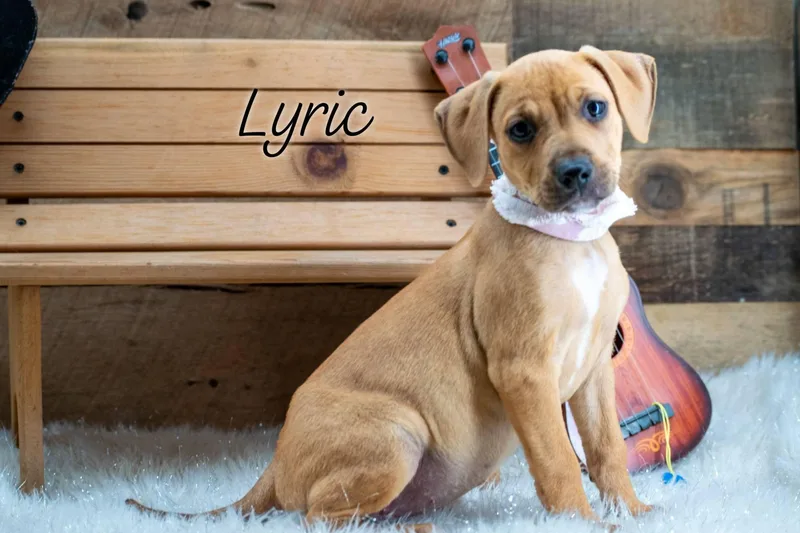 A baby small-sized female Yellow / Tan / Blond / Fawn Hound dog named Lyric for adoption in Sevierville, TN