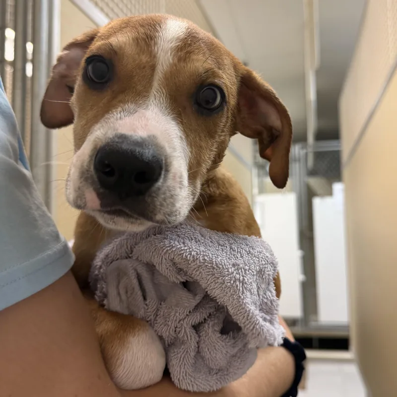 A baby medium-sized male Brown / Chocolate Boxer dog named Peanut for adoption in Dodgeville, WI