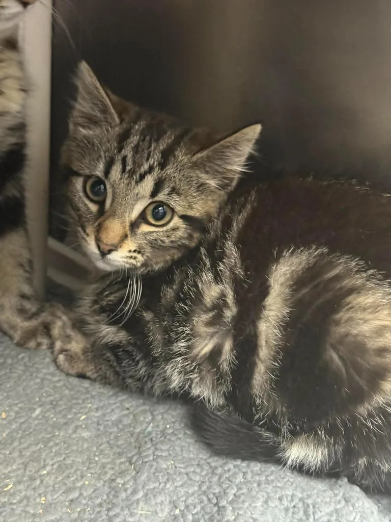 A baby small-sized male Domestic Short Hair cat named Red Wing for adoption in Detroit, MI