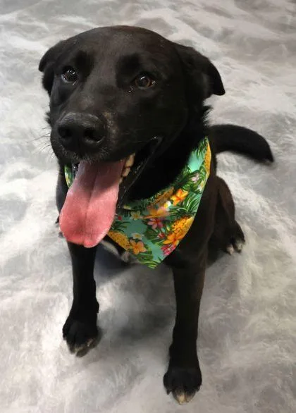 An adult large-sized male Labrador Retriever dog named Blue for adoption in Buffalo, MN
