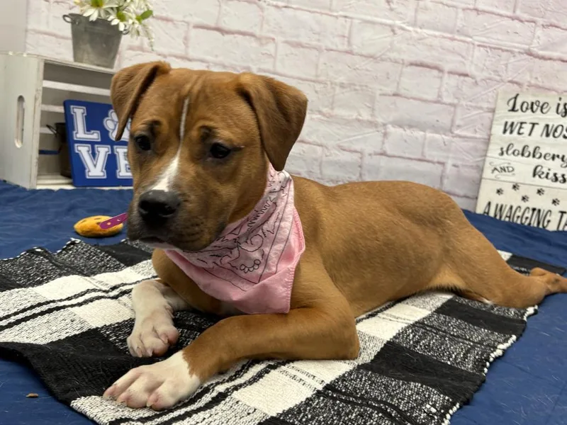 A baby medium-sized female Mixed Breed dog named Iceopede for adoption in Detroit, MI