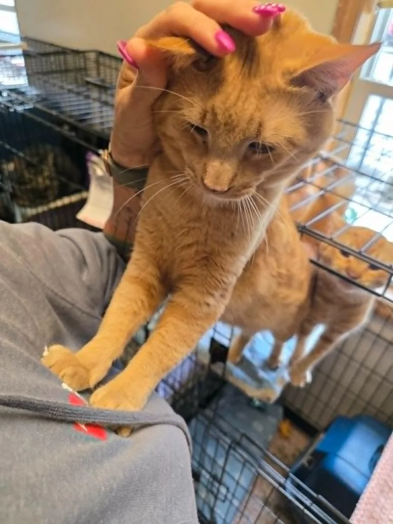 An adult medium-sized male Domestic Short Hair cat named Harry for adoption in Sprakers, NY