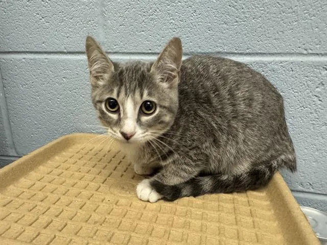 A baby medium-sized female Domestic Short Hair cat named Rori for adoption in Grand Prairie, TX