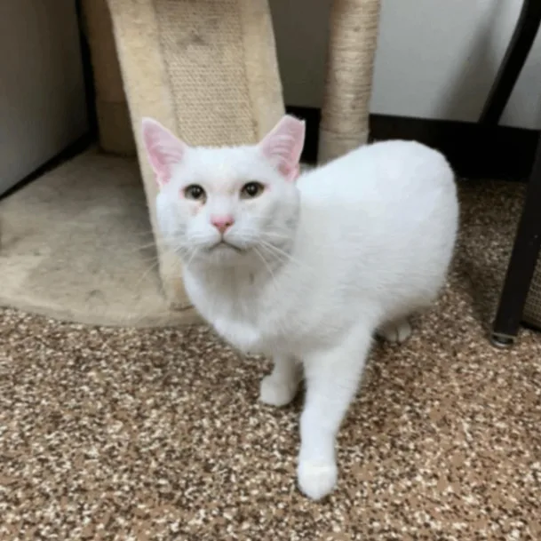 An adult medium-sized male White Domestic Short Hair cat named Arrabbiata for adoption in Lyndhurst, VA