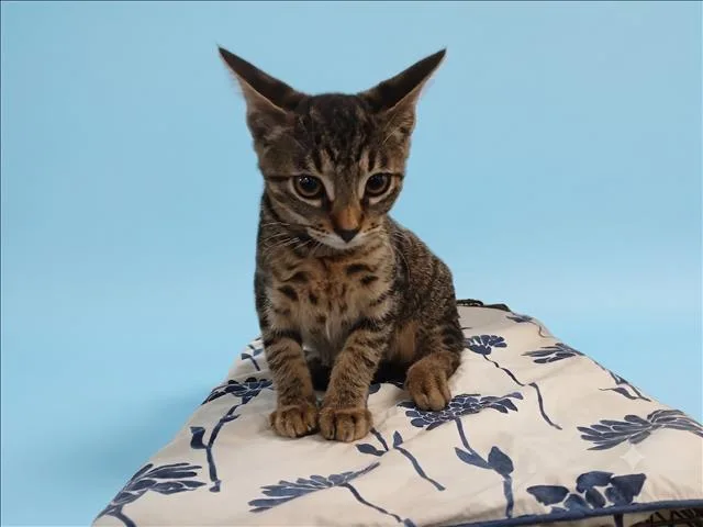 A baby medium-sized male Domestic Short Hair cat named Antonio for adoption in Los Angeles, CA