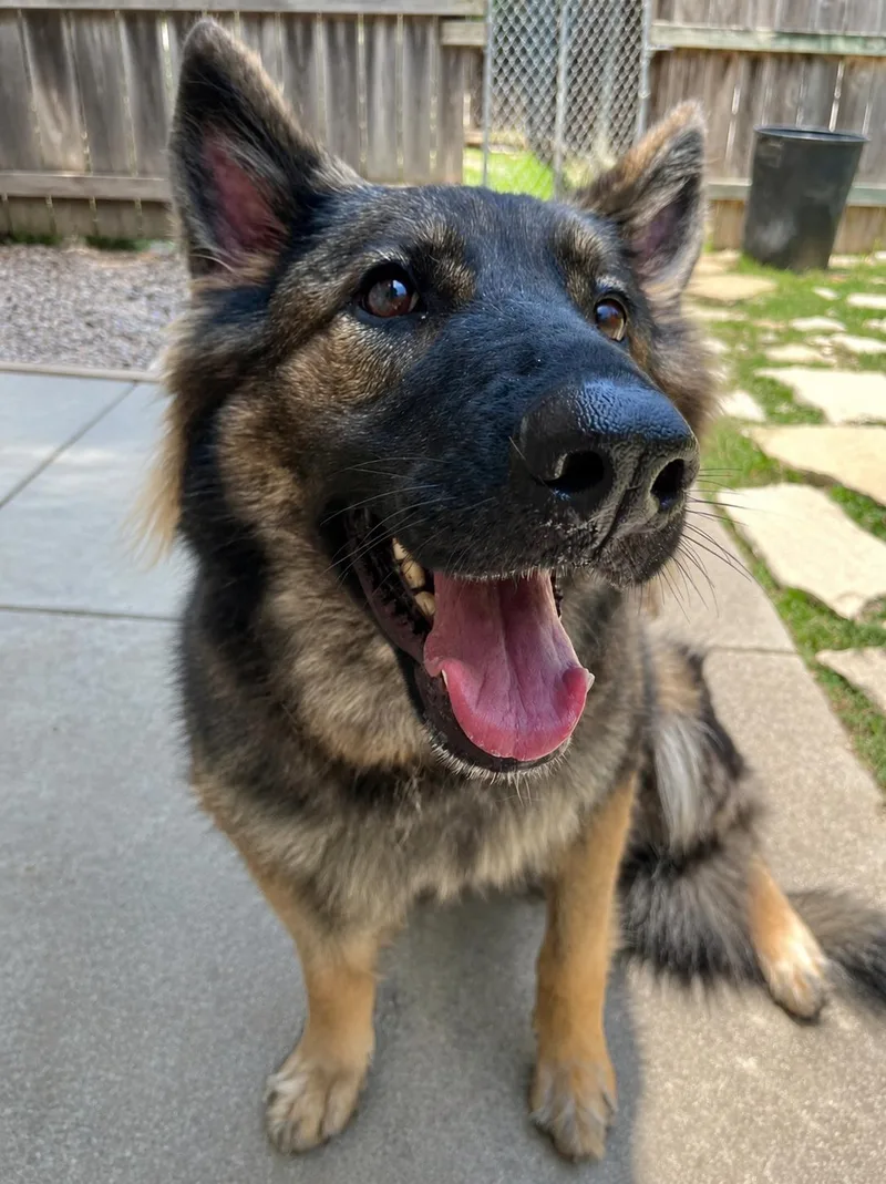 A young large-sized female Bicolor German Shepherd Dog dog named Bella Trixie for adoption in Austin, TX