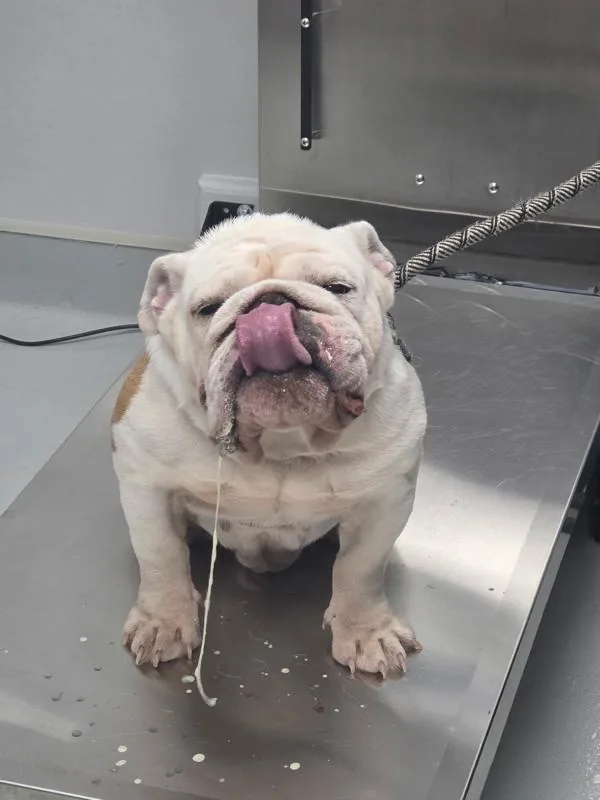 An adult medium-sized male English Bulldog dog named Pen for adoption in Lawrenceville, GA