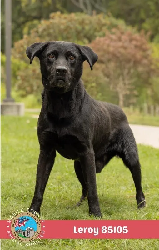 An adult medium-sized male Black Mixed Breed dog named Leroy for adoption in Mobile, AL