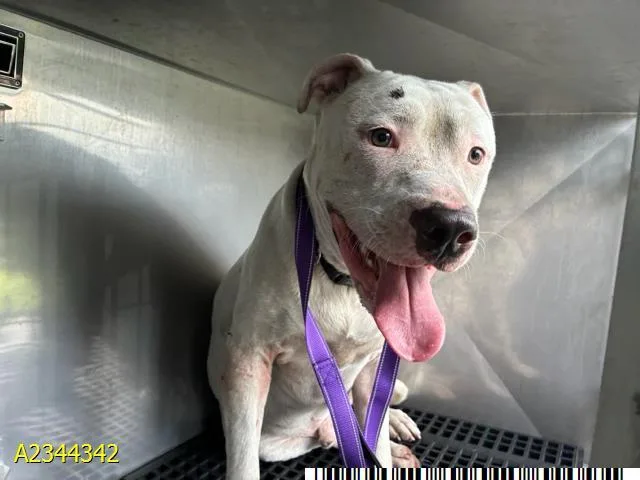 An adult large-sized male Mixed Breed dog named Shiro for adoption in West Palm Beach, FL