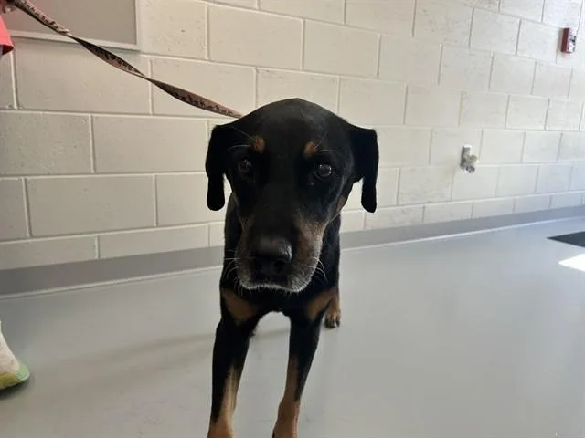 A senior large-sized female Labrador Retriever dog named Boom for adoption in Ocala, FL