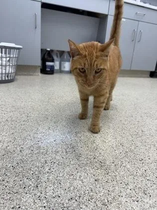 An adult large-sized male Domestic Short Hair cat named Dingo for adoption in Lafayette, IN