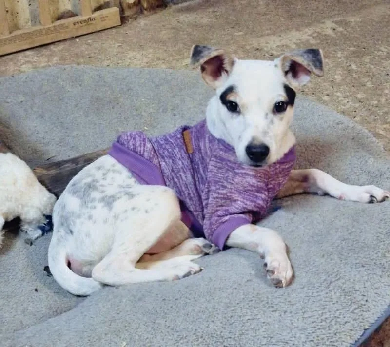 French Toast thumbnail 3