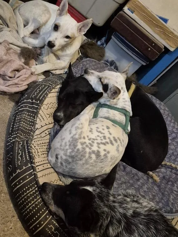 French Toast thumbnail 5