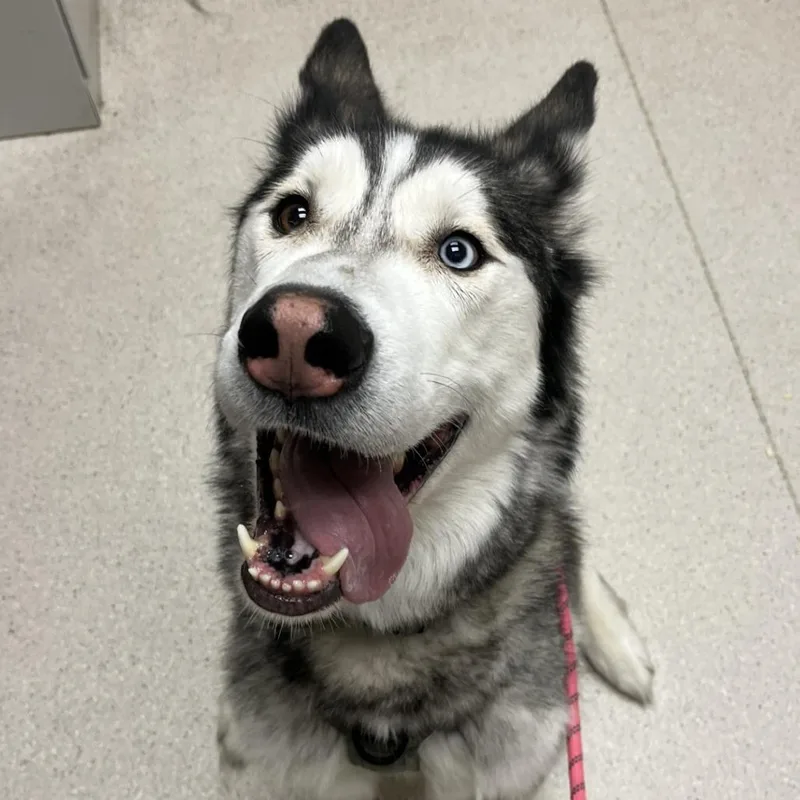 An adult large-sized male White / Cream Husky dog named Kylo for adoption in Murray, UT
