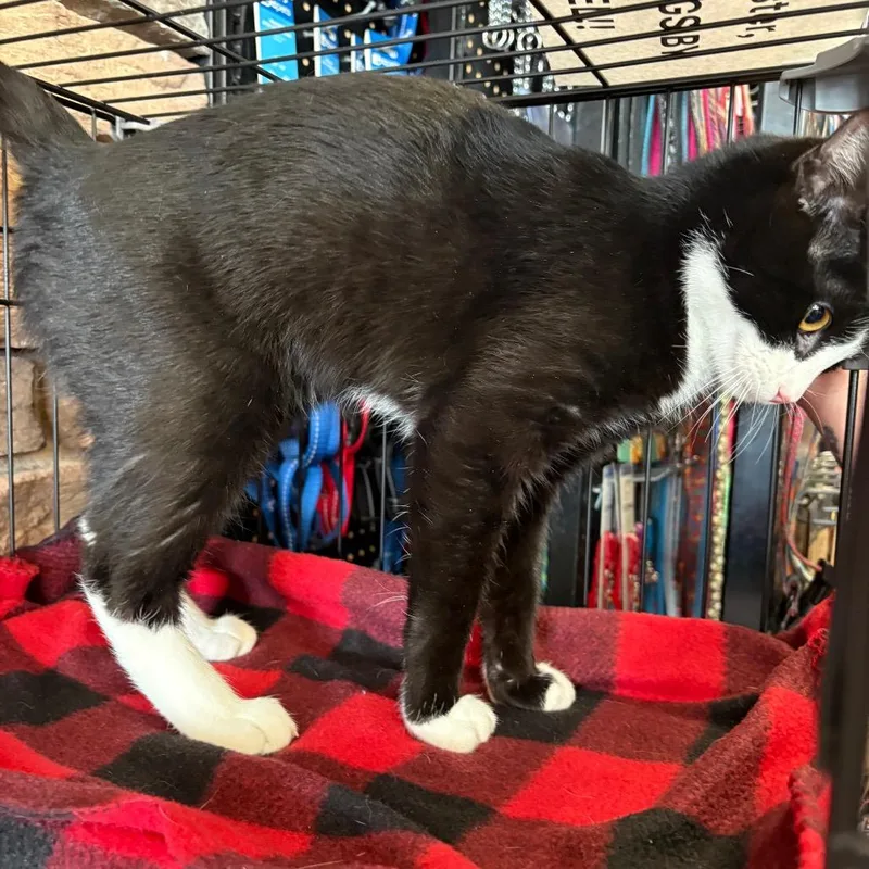 A young medium-sized male Black Domestic Short Hair cat named Tootsie for adoption in St. Paul, MN
