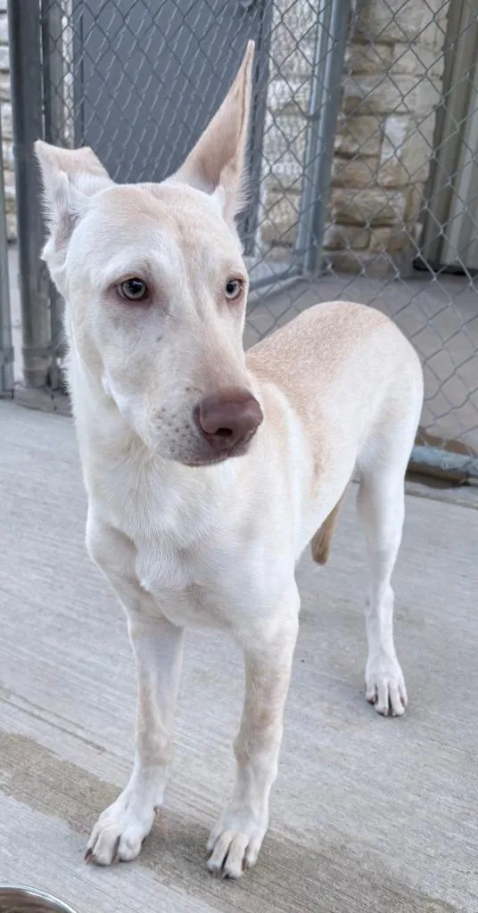 A baby medium-sized male Shepherd dog named Link for adoption in Richland Hills, TX