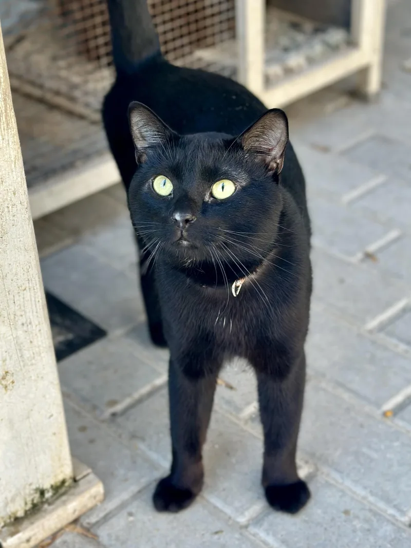 An adult medium-sized male Black Domestic Short Hair cat named Titan for adoption in Faribault, MN