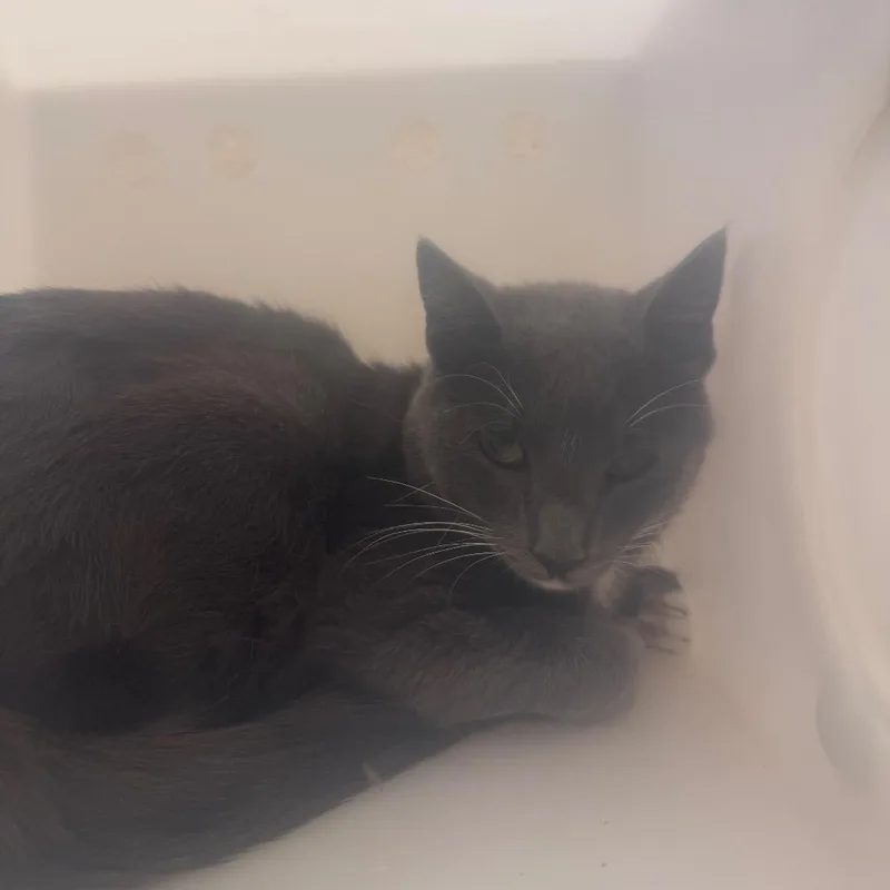 An adult medium-sized female Gray / Blue / Silver Domestic Short Hair cat named Laena for adoption in Columbiana, AL