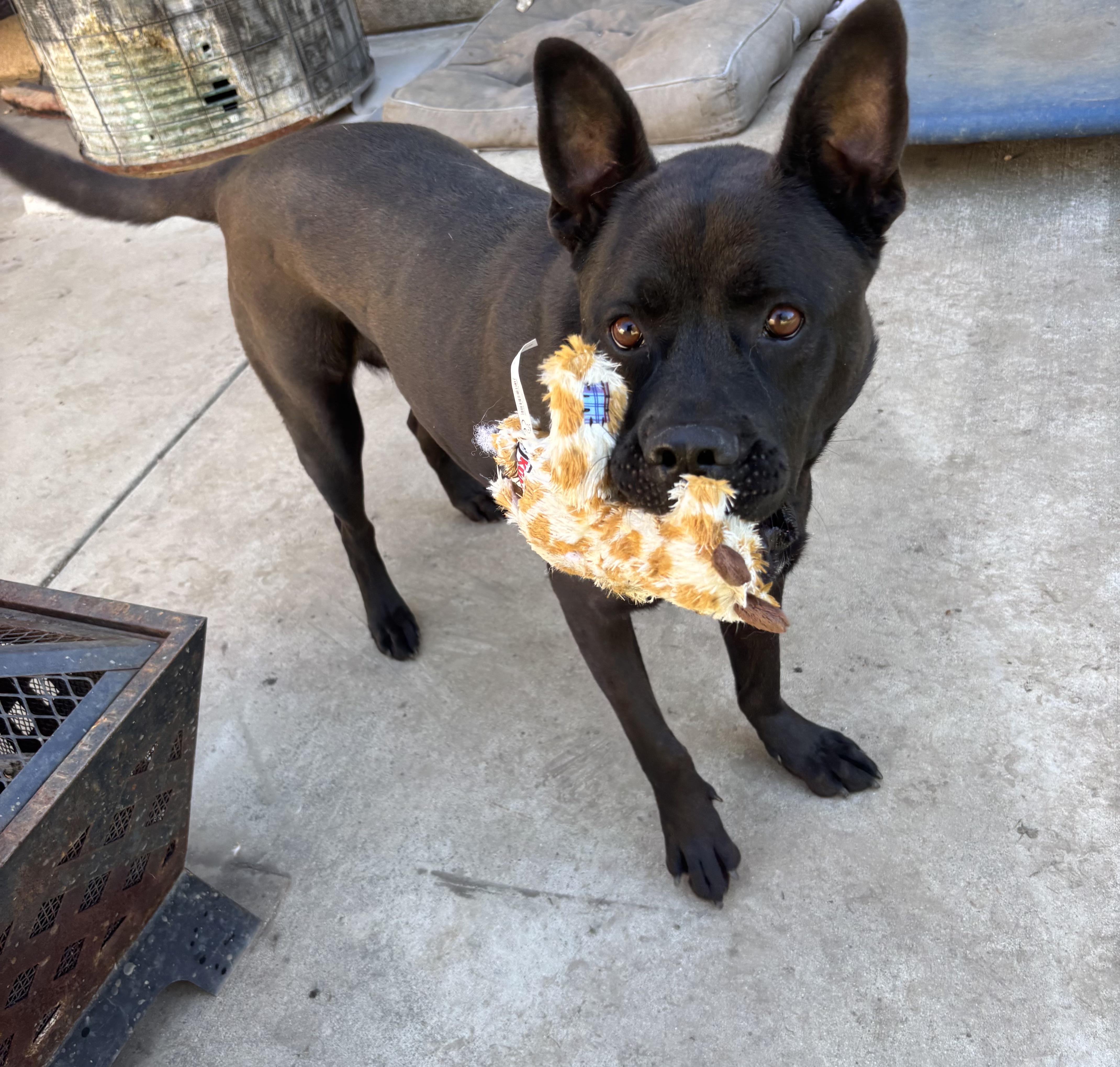 An adult large-sized female Black Pit Bull Terrier dog named Angel for adoption in Los Angeles, CA