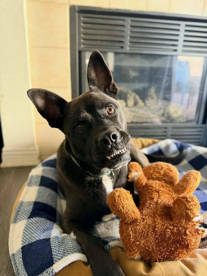 Angel thumbnail 6