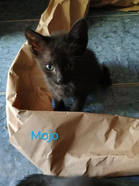 A baby small-sized female Domestic Short Hair cat named Mojo for adoption in San Antonio, TX