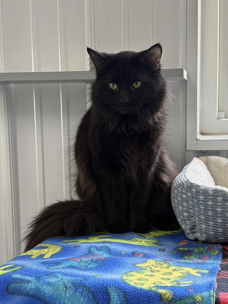 Simon